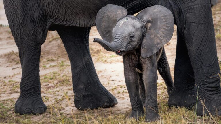 when can baby hear dad in womb